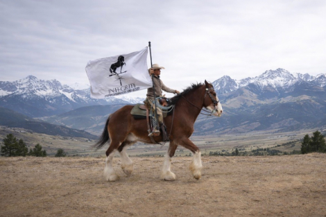 HorseID: 2309931 Chief of Wildfire - PhotoID: 1094501