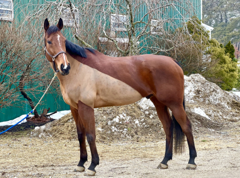 HorseID: 2309935 Miracle Eclipse - PhotoID: 1094503