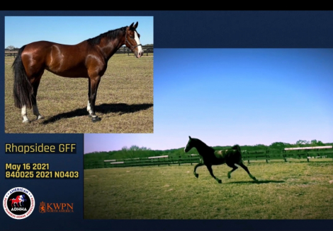 HorseID: 2309938 Rhapsidee GFF - PhotoID: 1094504