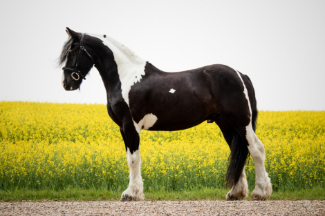 HorseID: 2309941 AMR The Kid is Cool - PhotoID: 1094511