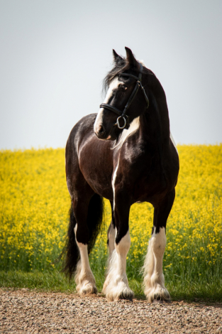 HorseID: 2309941 AMR The Kid is Cool - PhotoID: 1094512