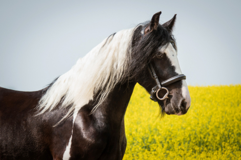 HorseID: 2309941 AMR The Kid is Cool - PhotoID: 1094513