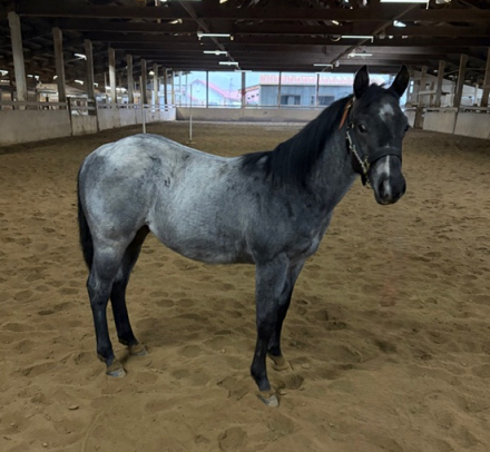 HorseID: 2309942 Blue Sparks R Flyin - PhotoID: 1094514