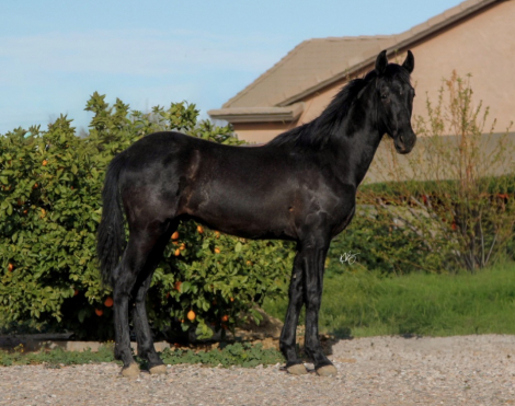 HorseID: 2309945 Jett - PhotoID: 1094515