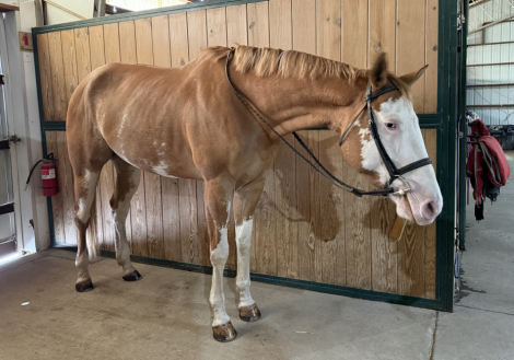 HorseID: 2309947 After Midnight - PhotoID: 1094516