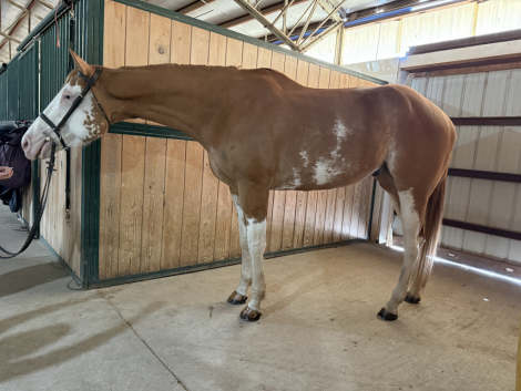 HorseID: 2309947 After Midnight - PhotoID: 1094518