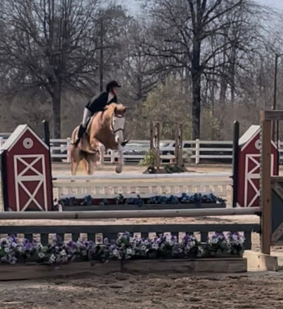 HorseID: 2309947 After Midnight - PhotoID: 1094519