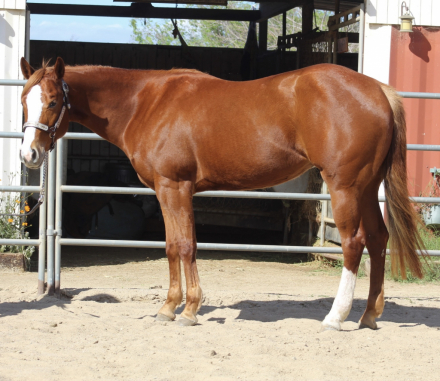 HorseID: 2309948 CLASSY KISSIN - PhotoID: 1094521