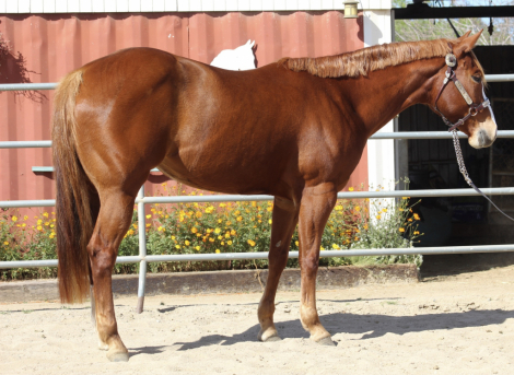 HorseID: 2309948 CLASSY KISSIN - PhotoID: 1094522