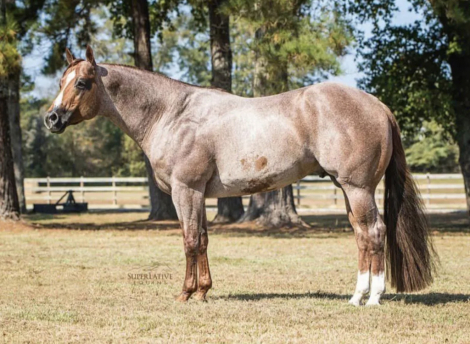 HorseID: 2309948 CLASSY KISSIN - PhotoID: 1094524