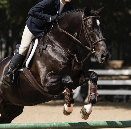 HorseID: 2309949 Avond - PhotoID: 1094525