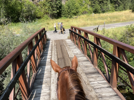 HorseID: 2309951 Roxy Music - PhotoID: 1094528