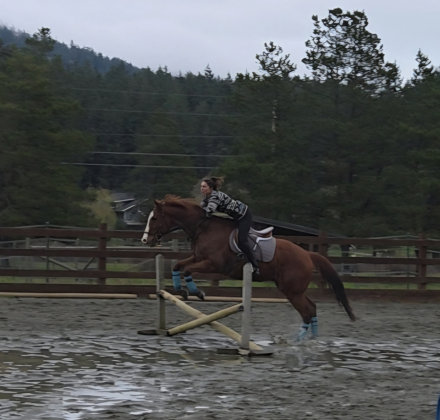 HorseID: 2309954 Looks Good - PhotoID: 1094543