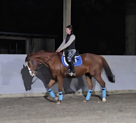 HorseID: 2309954 Looks Good - PhotoID: 1094544