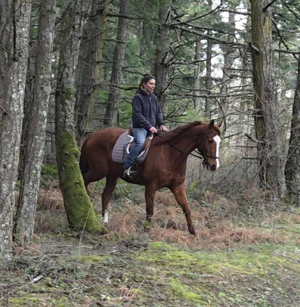 HorseID: 2309954 Looks Good - PhotoID: 1094545