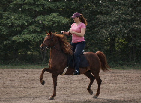 HorseID: 2309955 Ambeyonce - PhotoID: 1094533