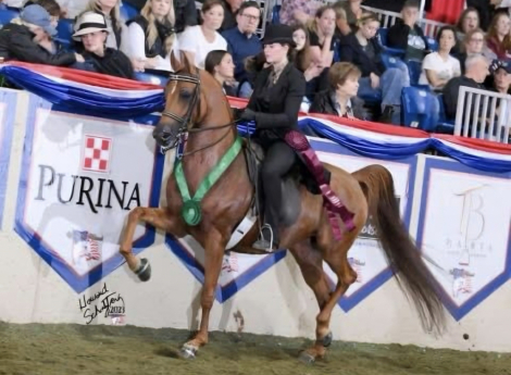 HorseID: 2309955 Ambeyonce - PhotoID: 1094534