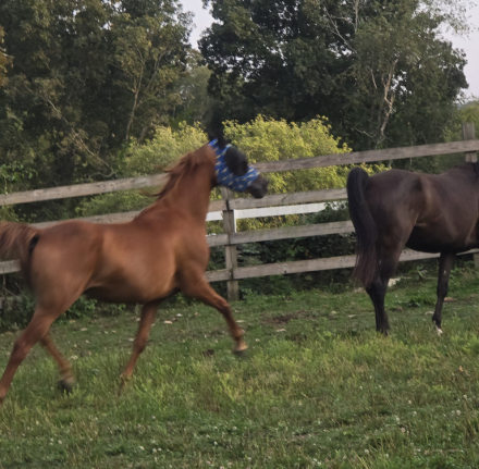 HorseID: 2309955 Ambeyonce - PhotoID: 1094535