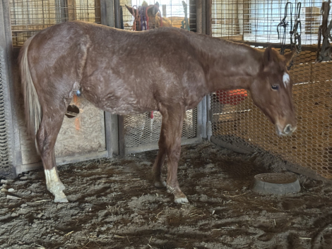 HorseID: 2309959 Rappin Cool Cowboy - PhotoID: 1094649