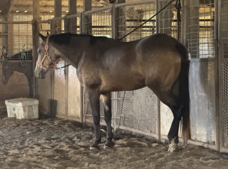 HorseID: 2309960 Gringos Sweet Glo - PhotoID: 1094538