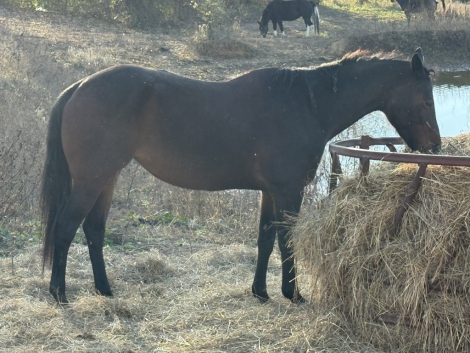 HorseID: 2309961 Up Standin Luck Lark - PhotoID: 1094539