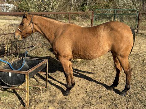 HorseID: 2309962 Poco Dixie Blackburn - PhotoID: 1094540