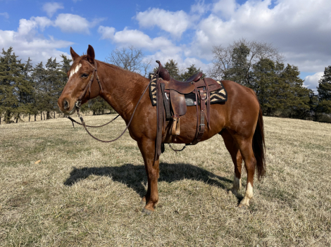 HorseID: 2309964 Dynamite Jak - PhotoID: 1094613