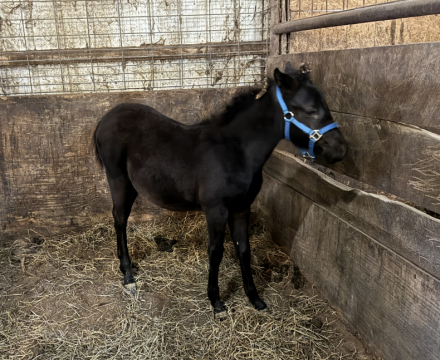 HorseID: 2309965 Sheza Dressed in Black Spirit - PhotoID: 1094541