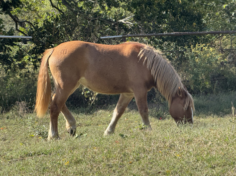 HorseID: 2309966 Nova - PhotoID: 1094542