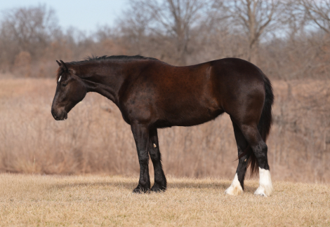 HorseID: 2309971 Doc Chocalena - PhotoID: 1094546