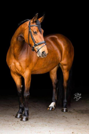 HorseID: 2309974 Stella's Sweet Candor - PhotoID: 1094547