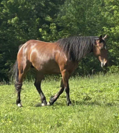 HorseID: 2309974 Stella's Sweet Candor - PhotoID: 1094549