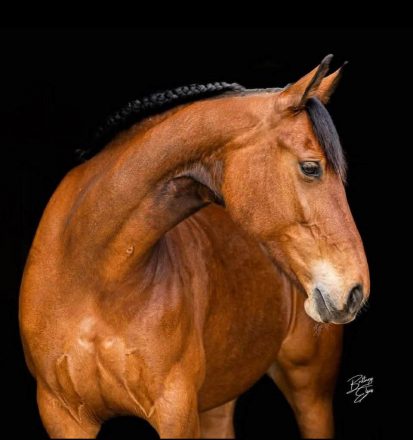 HorseID: 2309974 Stella's Sweet Candor - PhotoID: 1094550