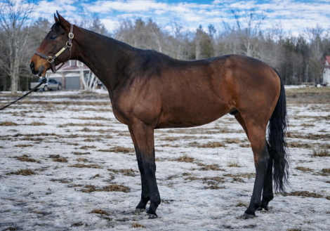 HorseID: 2309979 Chucka Moon - PhotoID: 1094553