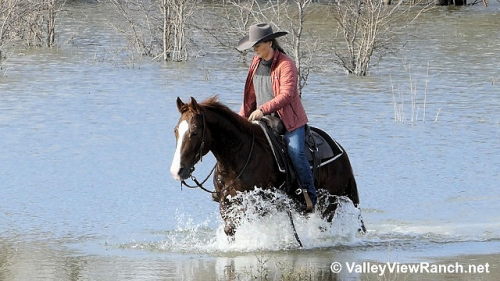 HorseID: 2309980 Ichi Spotz - PhotoID: 1094554