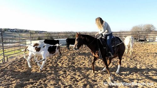 HorseID: 2309980 Ichi Spotz - PhotoID: 1094557