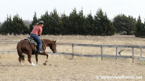 HorseID: 2309980 Ichi Spotz - PhotoID: 1094559