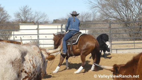 HorseID: 2309981 Smart N Ruby - PhotoID: 1094561