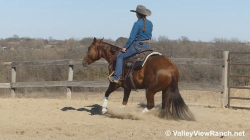 HorseID: 2309981 Smart N Ruby - PhotoID: 1094562