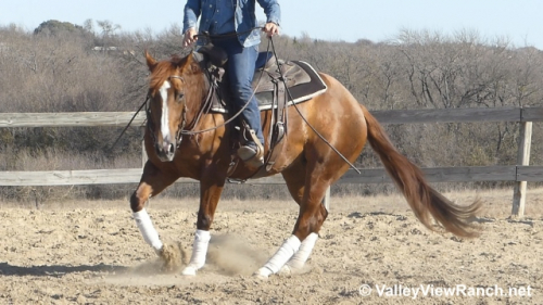 HorseID: 2309981 Smart N Ruby - PhotoID: 1094565