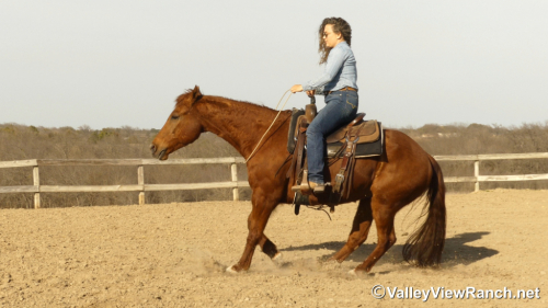 HorseID: 2309984 A Boy Named Suen - PhotoID: 1094571