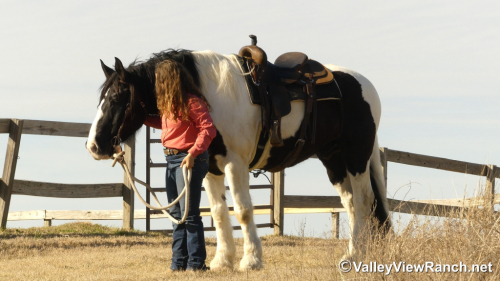 HorseID: 2309987 James Bond - PhotoID: 1094573