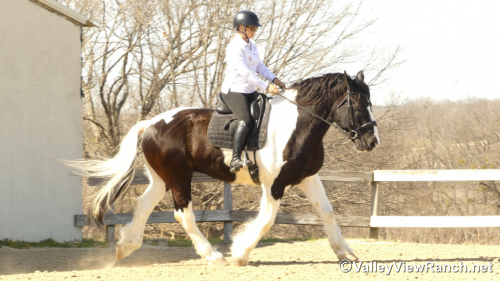 HorseID: 2309987 James Bond - PhotoID: 1094574