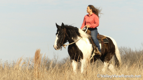 HorseID: 2309987 James Bond - PhotoID: 1094575