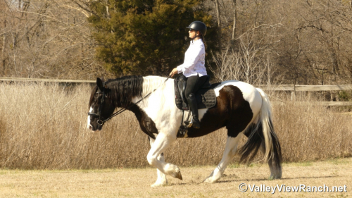 HorseID: 2309987 James Bond - PhotoID: 1094576