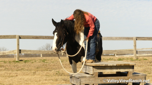 HorseID: 2309987 James Bond - PhotoID: 1094577