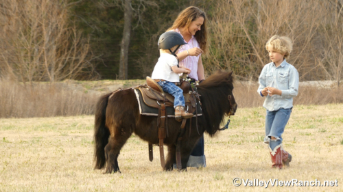 HorseID: 2309988 Cookie - PhotoID: 1094580