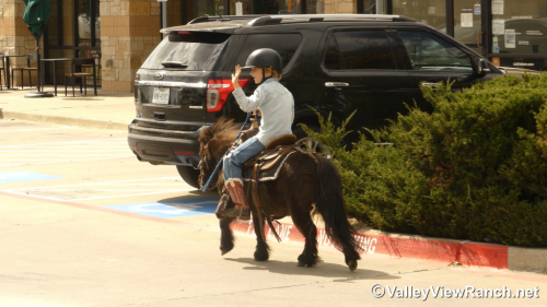 HorseID: 2309988 Cookie - PhotoID: 1094581