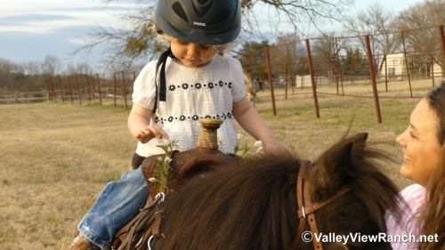 HorseID: 2309988 Cookie - PhotoID: 1094582