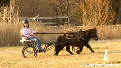 HorseID: 2309988 Cookie - PhotoID: 1094583